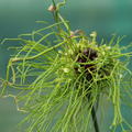 Allium 'Hair'�