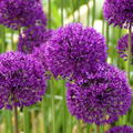 Grossbl�tiger Kugellauch 'Purple Sensation' Lubera
