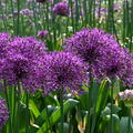 Allium 'Purple Rain'