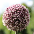 Allium 'Summer Drummer'