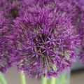 Zierlauch, Allium Universe