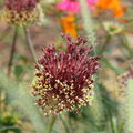 Allium amethystinum Red Mohican, Zierlauch