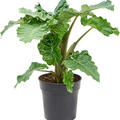 Alocasia 'Portodora' Compacta, Tuff, im 24cm Topf, H�he 80cm, Breite 80cm