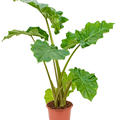 Alocasia 'Portodora', Tuff, im 21cm Topf, H�he 90cm, Breite 70cm