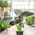 Alocasia 'Regal Shields', im 35cm Topf, H�he 125cm, Breite 90cm
