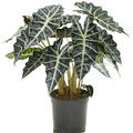 Alocasia amazonica 'Darf', Busch, im 21cm Topf, H�he 60cm, Breite 45cm