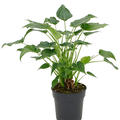 Alocasia cucullata 'Aurea', Multi Stamm, im 24cm Topf, H�he 80cm, Breite 60cm