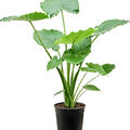 Alocasia gageana 'California', Busch, im 24cm Topf, H�he 100cm, Breite 60cm
