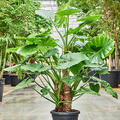 Alocasia macrorrhiza (150-170), Stamm, im 42cm Topf, H�he 150cm, Breite 120cm
