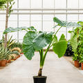Alocasia macrorrhizos, Stamm, im 27cm Topf, H�he 100cm, Breite 90cm
