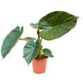 Alocasia wentii, Tuff, im 19cm Topf, H�he 65cm, Breite 45cm
