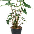 Alocasia zebrina 'Siberian Tiger', Tuff 2pp, im 19cm Topf, H�he 60cm, Breite 40cm