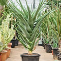 Aloe 'Hercules' (140-160), Stamm, im 42cm Topf, H�he 150cm, Breite 80cm