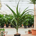 Aloe bainesii (barberae), Stamm, im 32cm Topf, H�he 170cm, Breite 140cm