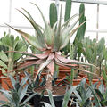 Aloe comosa, Stamm, im 38cm Topf, H�he 110cm, Breite 80cm