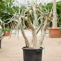 Aloe dichotoma, Stamm verzweight, im 40cm Topf, H�he 110cm, Breite 100cm