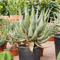 Aloe ferox, Stamm, im 37cm Topf, H�he 110cm, Breite 80cm