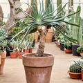 Aloe plicatilis (90-110), Stamm verzweight, im 35cm Topf, H�he 100cm, Breite 65cm