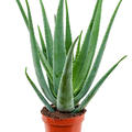 Aloe vera barbadensis, im 19cm Topf, H�he 60cm, Breite 30cm