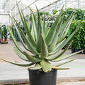 Aloe wickensii hybrid, Busch, im 45cm Topf, H�he 100cm, Breite 100cm