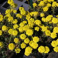 Alyssum montanum 'Berggold'