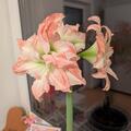 Amaryllis 'Aphrodite', Hippeastrum 'Aphrodite'