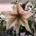 Amaryllis 'Green Magic'�, Hippeastrum 'Green Magic'�