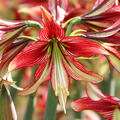 Hippeastrum 'Mystica'�, Amaryllis