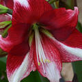 Amaryllis, Hippeastrum American Dream