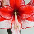 Amaryllis 'Charisma', Hippeastrum 'Charisma', sch�ne Bl�te