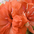 Amaryllis, Hippeastrum Coral Belle