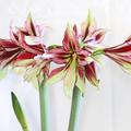 Amaryllis Mystica, Hippeastrum Mystica, sch�ne Bl�ten