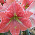 Amaryllis, Hippeastrum Terra Cotta Star