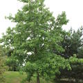 etablierter Baum