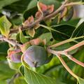 Amerikanische Kaki Fruithunters� Prairie Dawn, Diaspyros virginiana