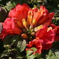Amerikanische Trompetenblume im 2 Liter Container