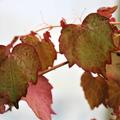 Vitis amurensis Junge Bl�tter