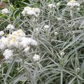 Anaphalis triplinervis 'Sommerschnee, Perlpf�tchen