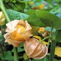 Gro�e Physalis-Fr�chte