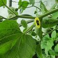 Andenbeere 'Fruttosa', Physalis peruviana