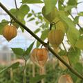 Andenbeere 'Peters Beste'