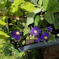 Strahlenanemone 'Blue Shades' , Anemone blanda 'Blue Shades' zur Unterpflanzung von Himbeeren