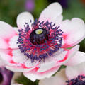 Anemone coronaria Duet, Kronenanemone, weiss pink, zweifarbig