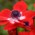 Anemone coronaria Hollandia, Kronenanemone, rot weiss