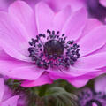 Anemone coronaria Sylhide, Kronenanemone, pink