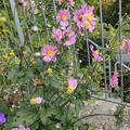 Herbstanemone, Anemone hupehensis 'September Charm'