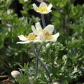 Anemone palmata. Fr�hlingsanemone