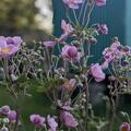 Anemone tomentosa 'Serenade', Anemone tomentosa 'Serenade'
