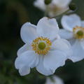 Anemone x japonica 'Andrea Atkinson'