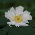 Anemone x japonica 'Wirbelwind'